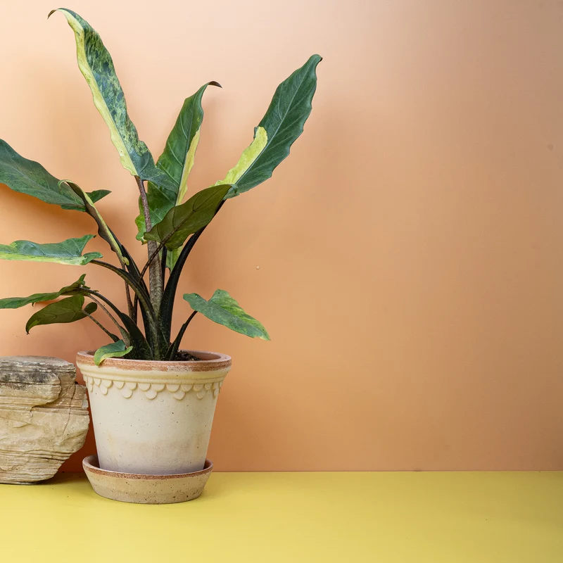 ALOCASIA LAUTERBACHIANA VARIEGATA AUREA