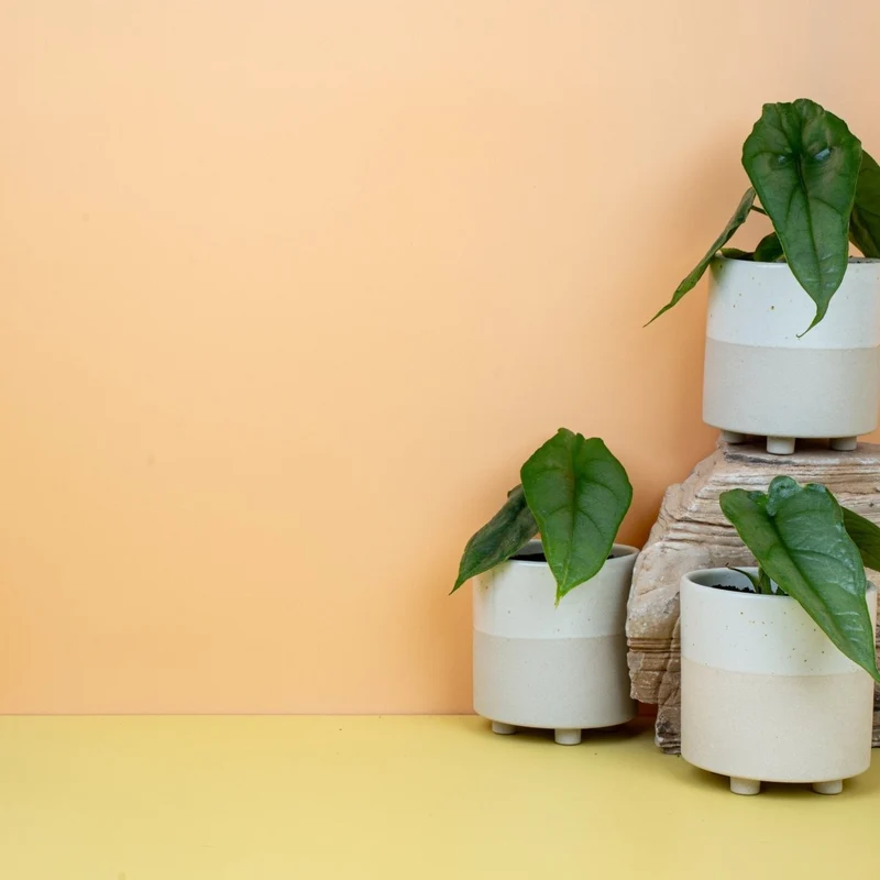ALOCASIA HETEROPHYLLA DRAGON BREATH