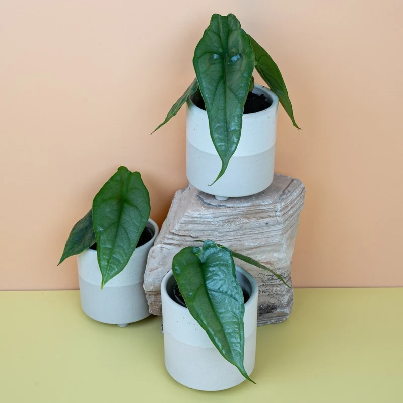 ALOCASIA HETEROPHYLLA DRAGON BREATH
