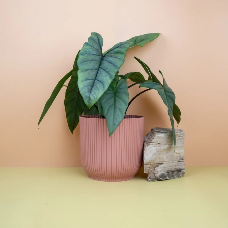ALOCASIA HETEROPHYLLA DRAGON BREATH