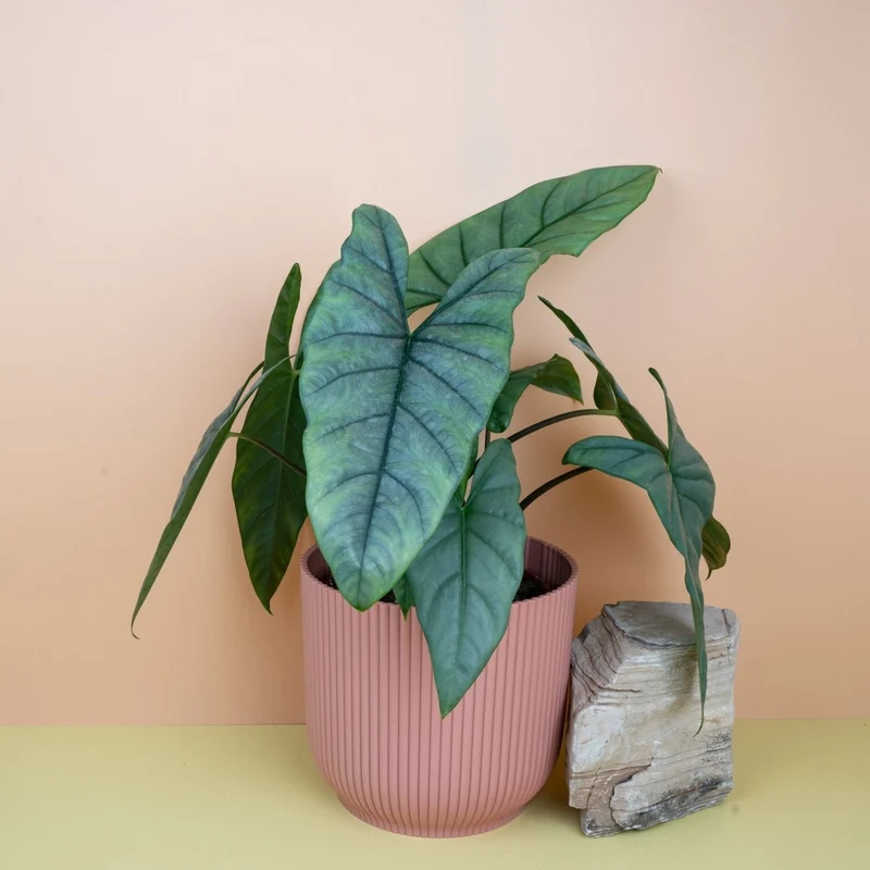 ALOCASIA HETEROPHYLLA DRAGON BREATH