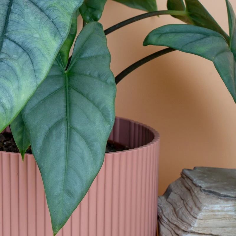 ALOCASIA HETEROPHYLLA DRAGON BREATH