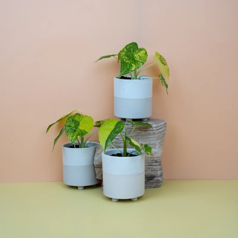 ALOCASIA MACRORRHIZA VARIEGATA AUREA