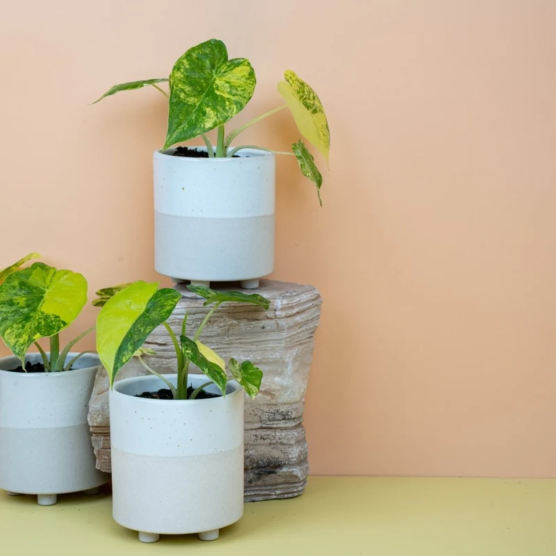 ALOCASIA MACRORRHIZA VARIEGATA AUREA