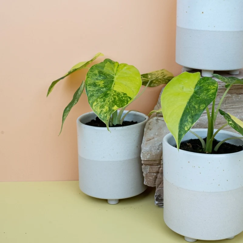 ALOCASIA MACRORRHIZA VARIEGATA AUREA