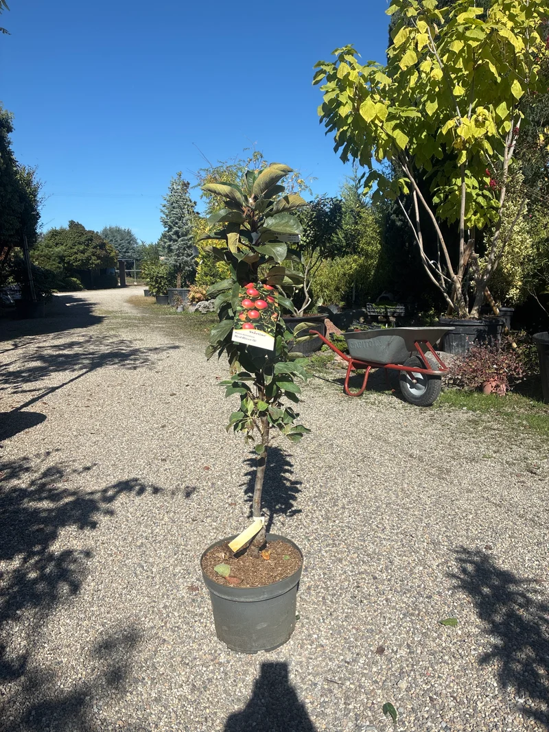 Säulenapfel / Malus 'Red River'
