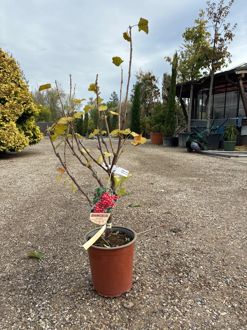 Rote Johannisbeere / Ribes rubrum 'Jonkheer van Tets'