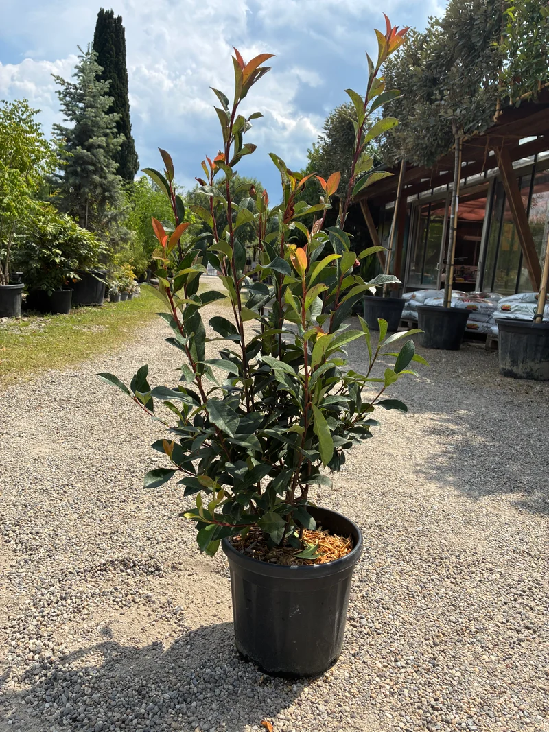 Glanzmispel / Photinia fras.'Robusta Compacta'