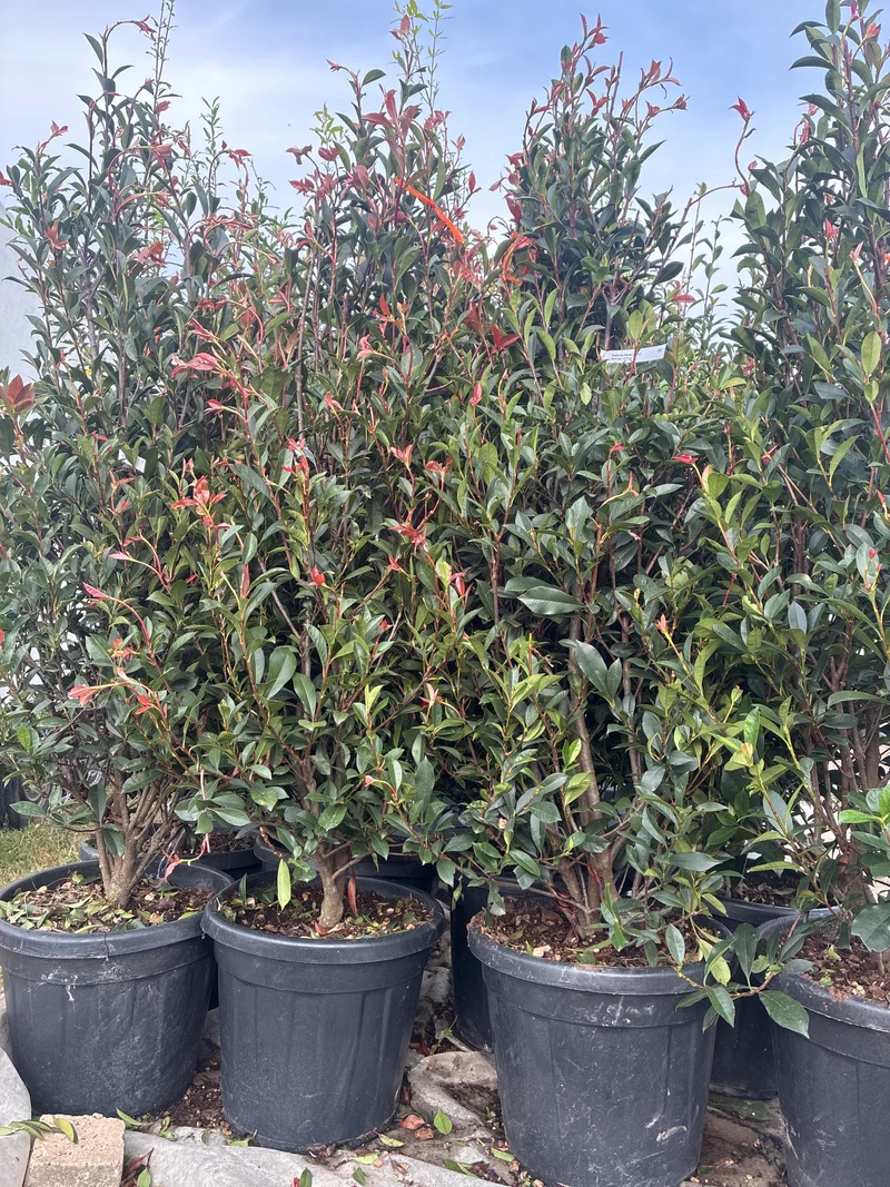 Glanzmispel / Photinia fras.'Robusta Compacta'