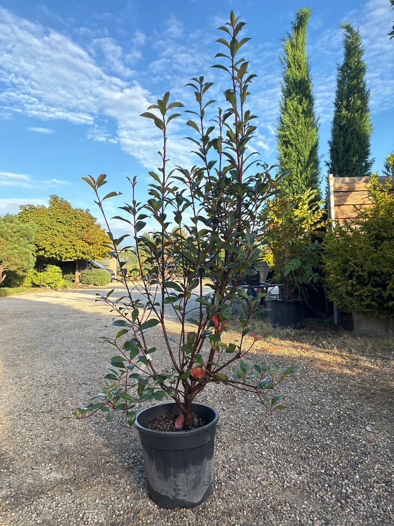 Glanzmispel / Photinia fras.'Robusta Compacta'