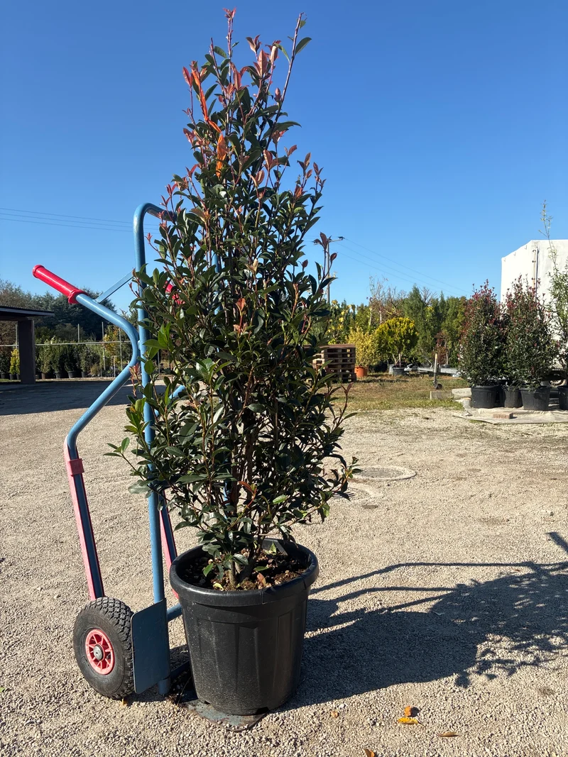 Glanzmispel / Photinia fras.'Robusta Compacta'