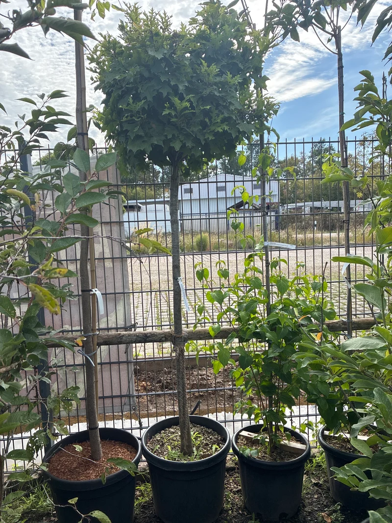 Kugel Sumpf-Eiche / Quercus palustris 'Green Dwarf'