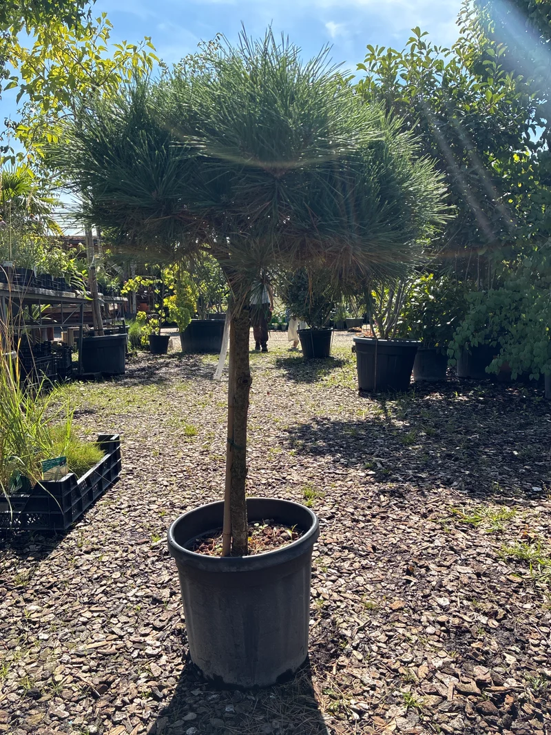 Kugel-Schwarzkiefer / PINUS NIGRA 'BREPO'