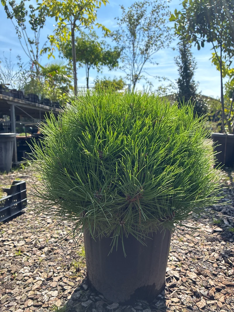 Kugel-Schwarzkiefer / PINUS NIGRA 'BREPO'