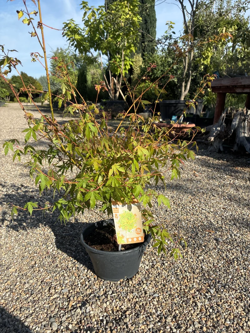 Fächerahorn Mini Bonsai / Acer palmatum 'Katsura'