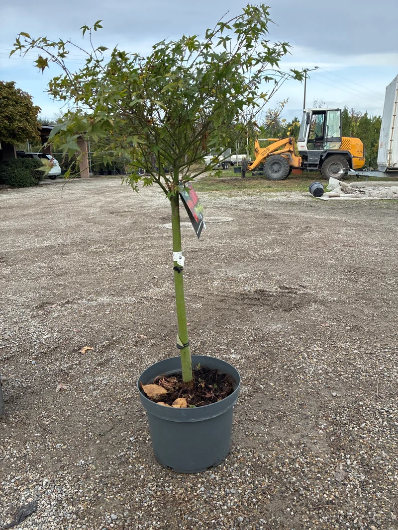 Fächerahorn / Acer palmatum 'Little Princess'