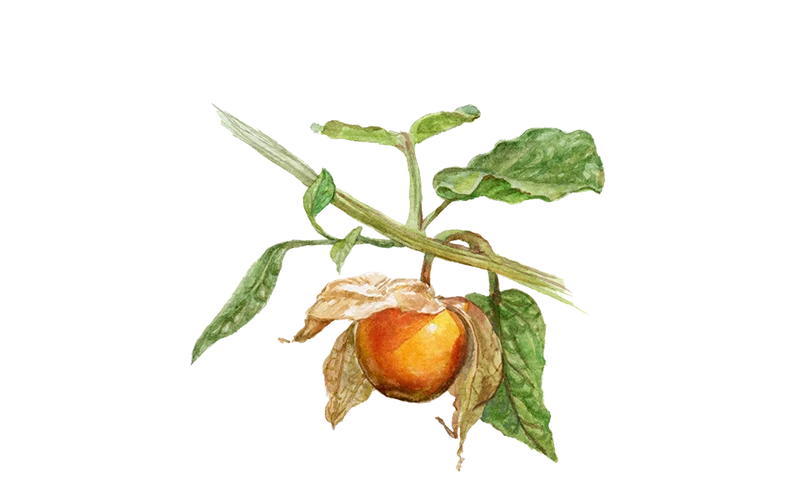 Physalis ‘Schönbrunner Gold’