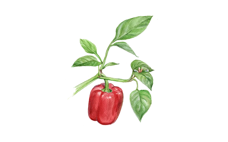 Paprika ‘Yolo Wonder’