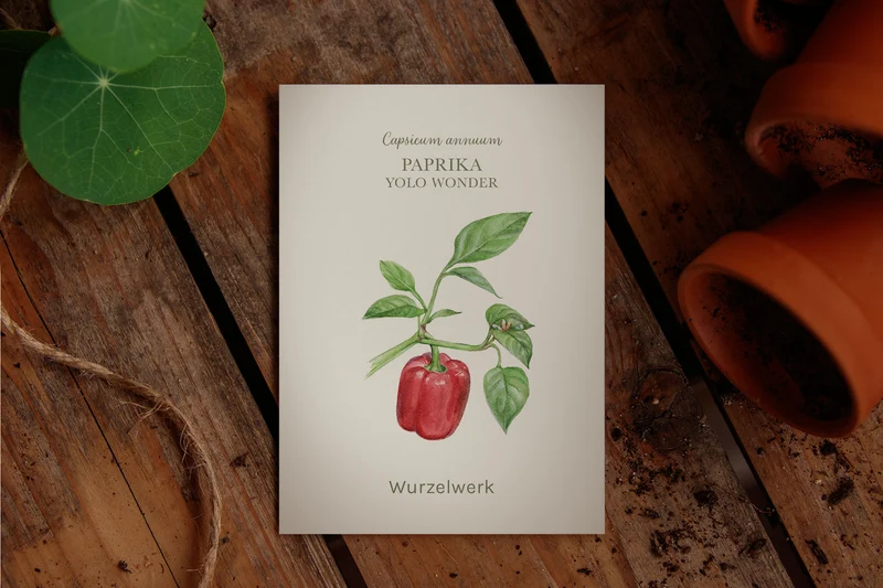 Paprika ‘Yolo Wonder’