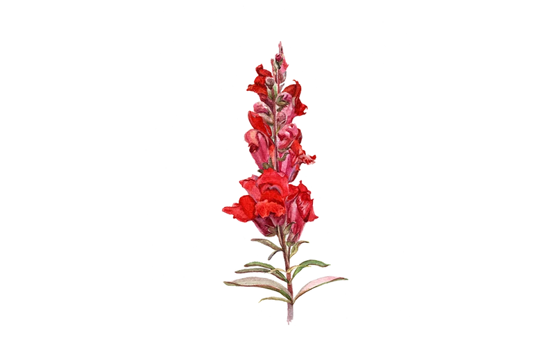 Löwenmäulchen Rot ‘Black Prince‘