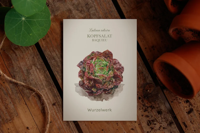 Kopfsalat ‘Baquieu’