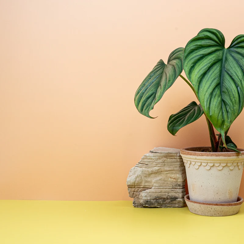 PHILODENDRON COLOMBIA