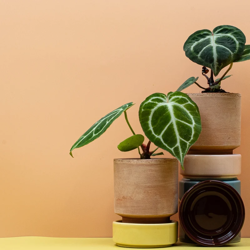 ANTHURIUM MAGNIFICUM