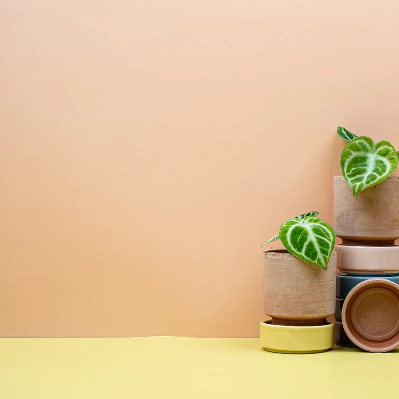ANTHURIUM DORAYAKI