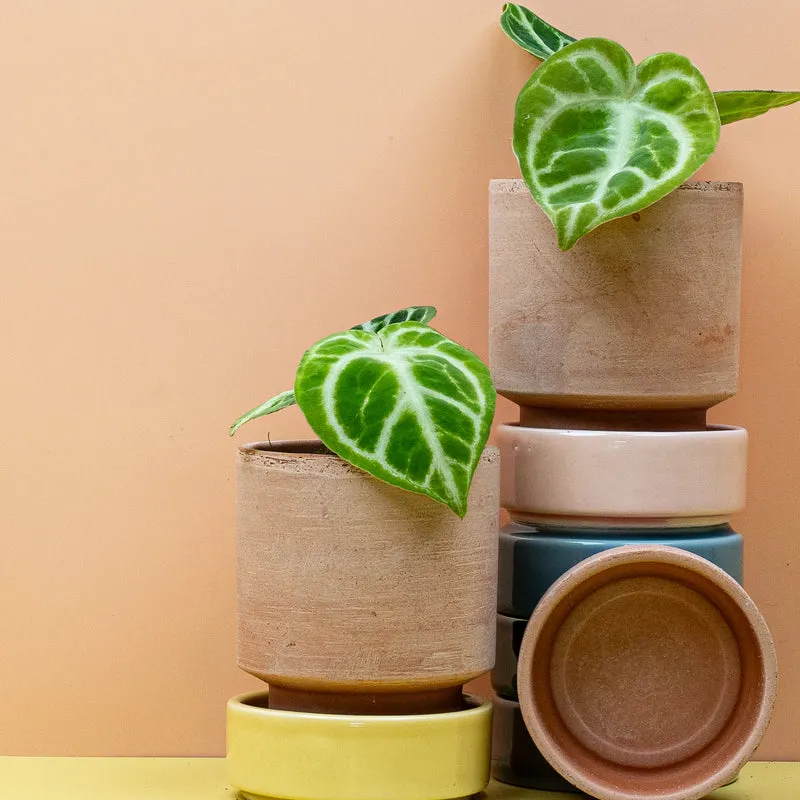 ANTHURIUM DORAYAKI