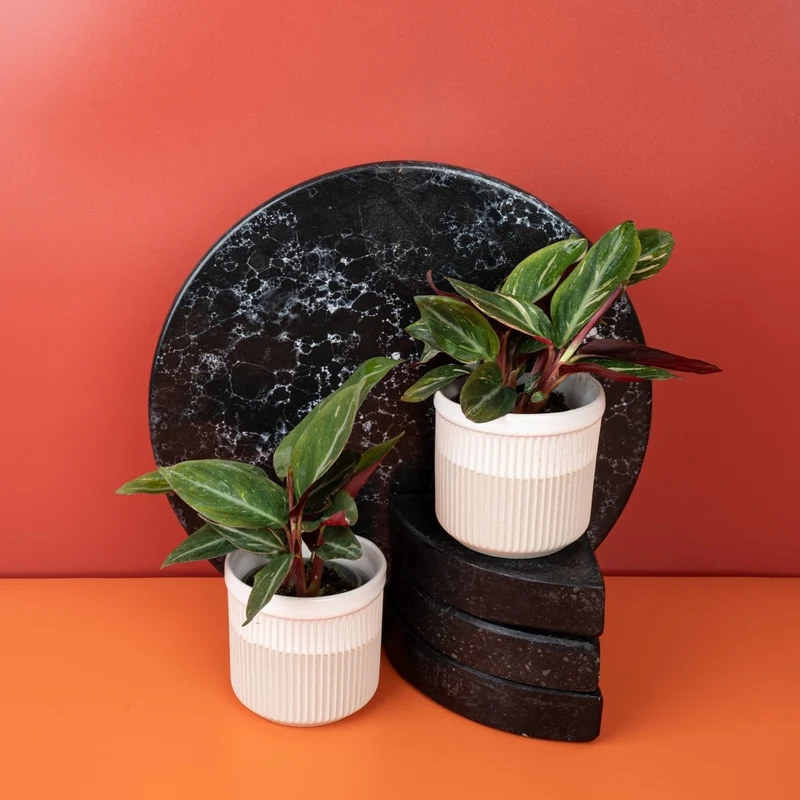 CALATHEA MAGIC STAR