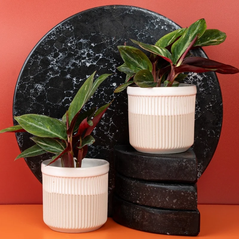 CALATHEA MAGIC STAR