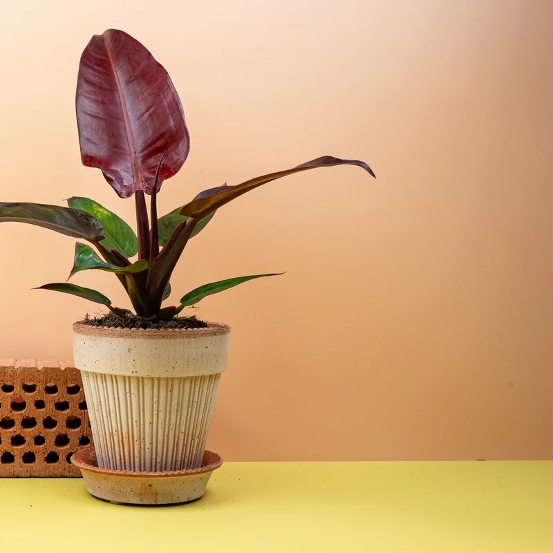 PHILODENDRON MCCOLLEYS FINALE