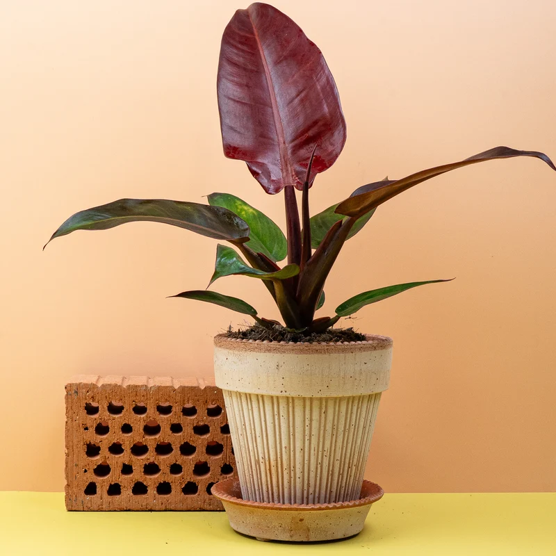 PHILODENDRON MCCOLLEYS FINALE
