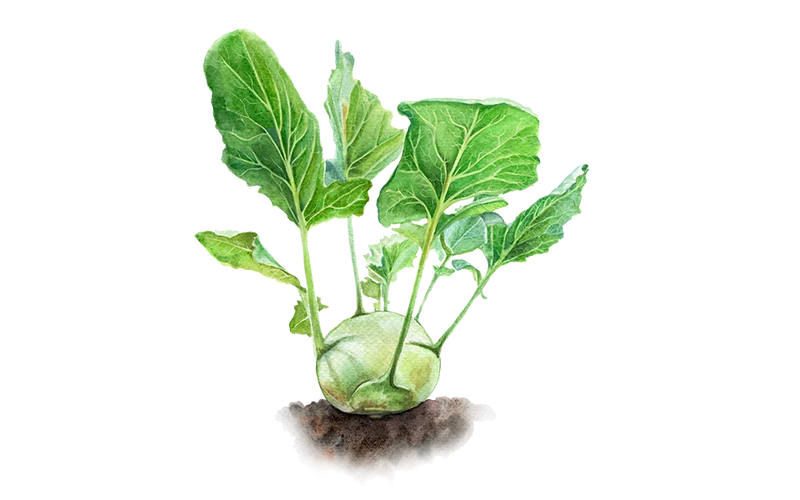 Kohlrabi ‘Enrico‘