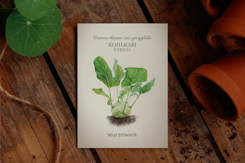 Kohlrabi ‘Enrico‘
