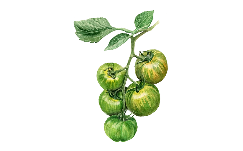 Salattomate ‘Green Zebra’