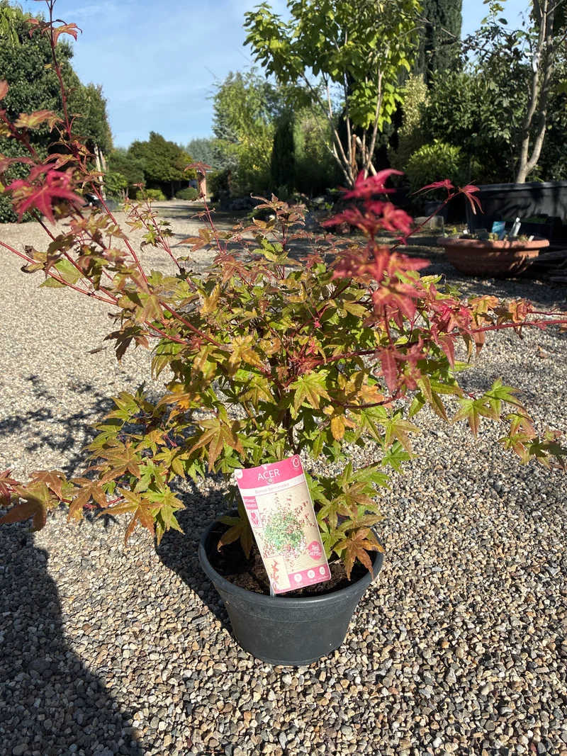 Fächerahorn Mini Bonsai / Acer palmatum 'Beni-maiko'