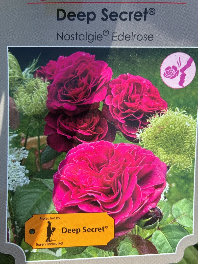 Rose / Rosa 'Deep Secret'