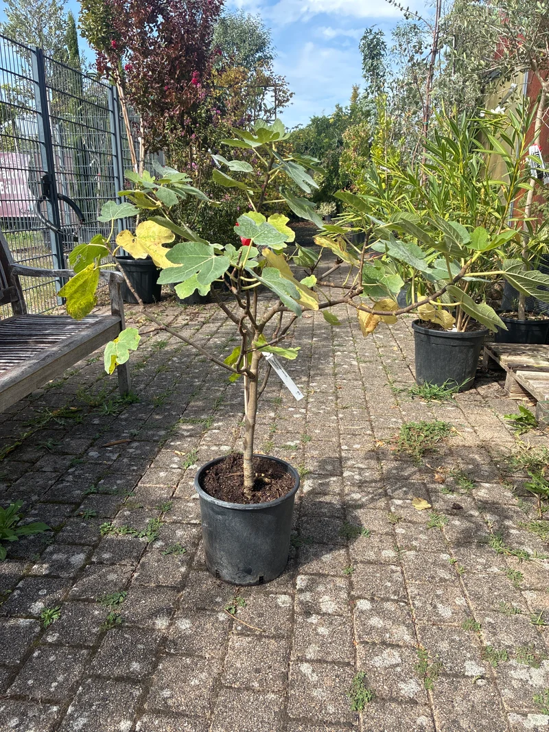 Feige / Ficus carica 'Super sweet lucia'