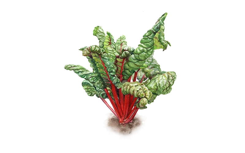 Mangold ‘Feurio’
