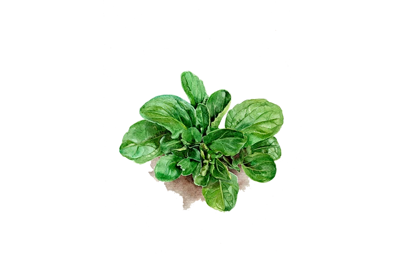 Feldsalat ‘Verte De Cambrai’