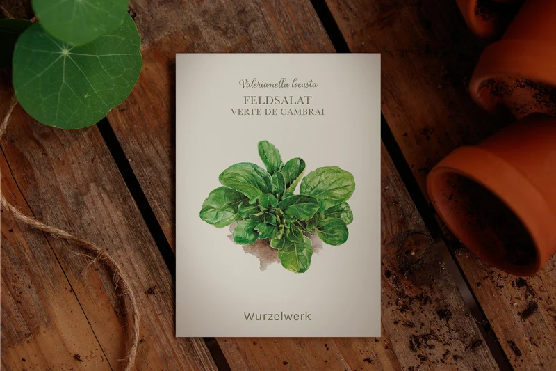 Feldsalat ‘Verte De Cambrai’