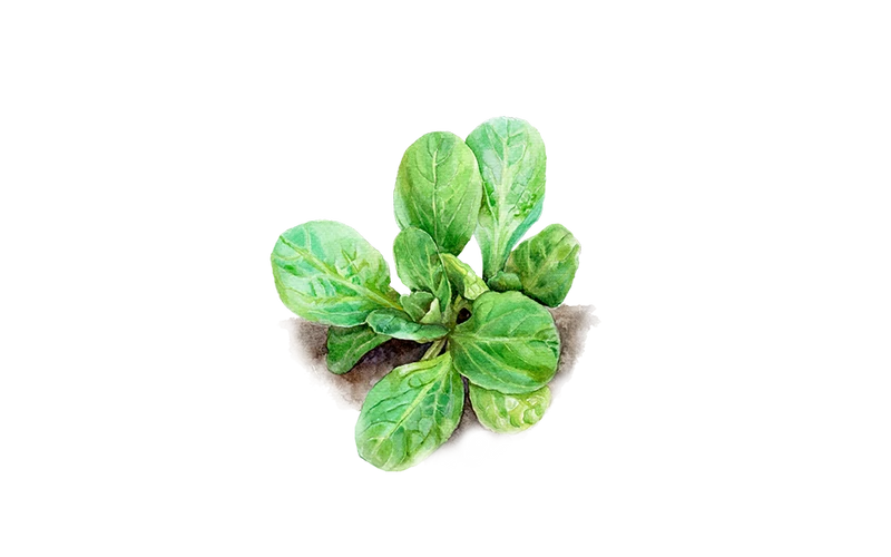 Feldsalat ’Dunkelgrüner Vollherziger’