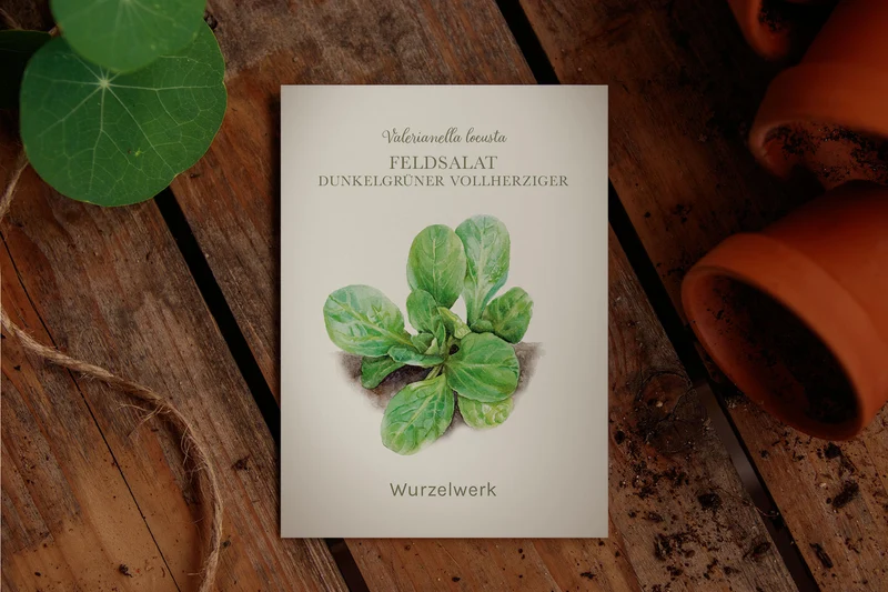 Feldsalat ’Dunkelgrüner Vollherziger’
