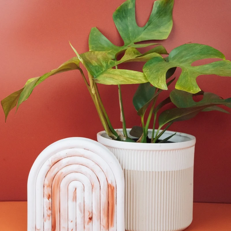 MONSTERA MINIMA VARIEGATA