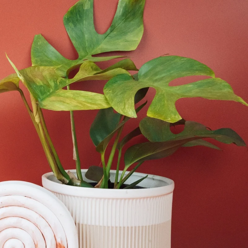 MONSTERA MINIMA VARIEGATA