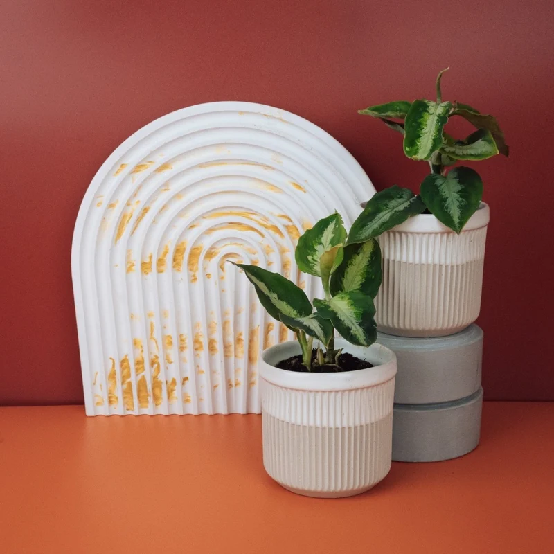 AGLAONEMA TRICOLOR