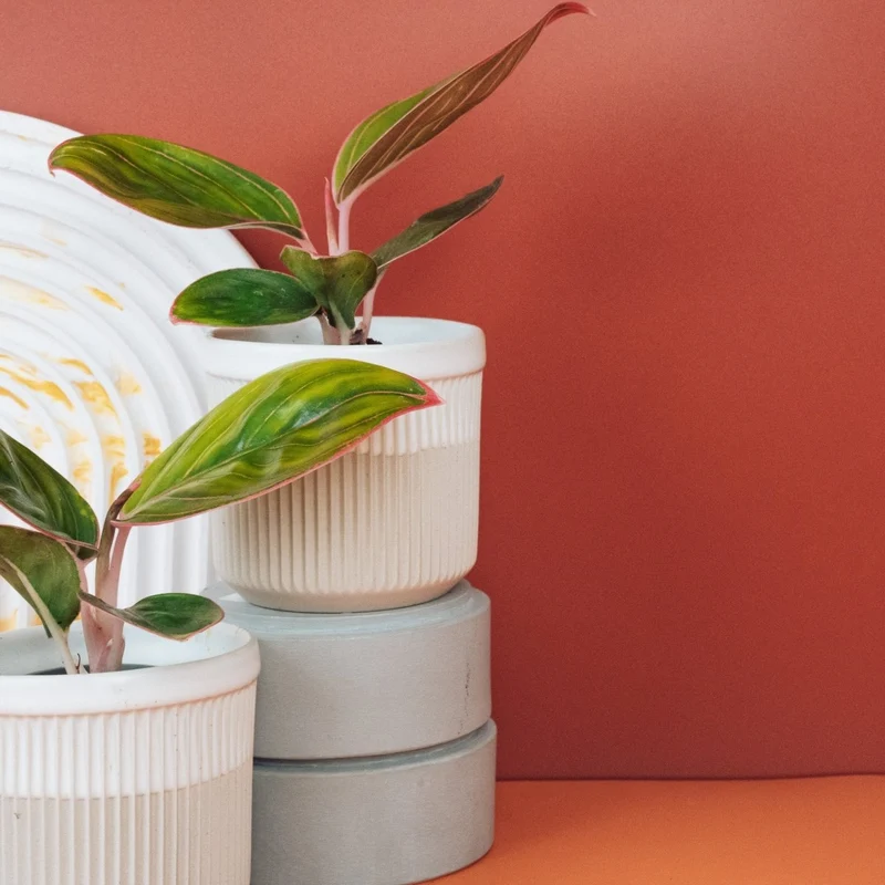 AGLAONEMA RED LIPSTICK