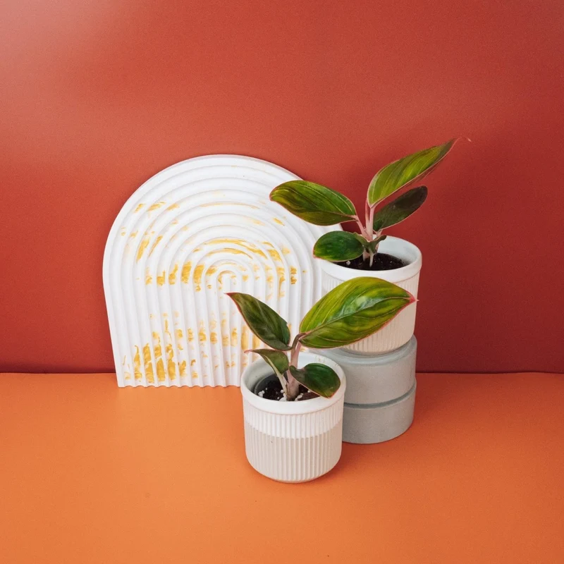 AGLAONEMA RED LIPSTICK