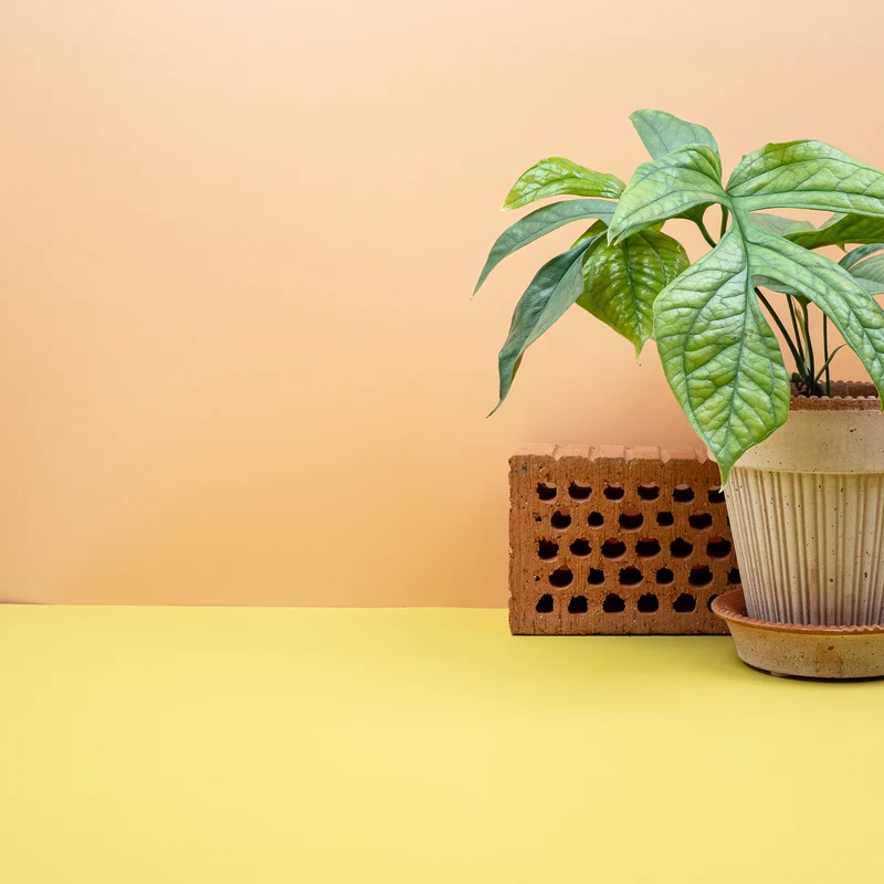 MONSTERA AMYDRIUM MEDIUM SILVER